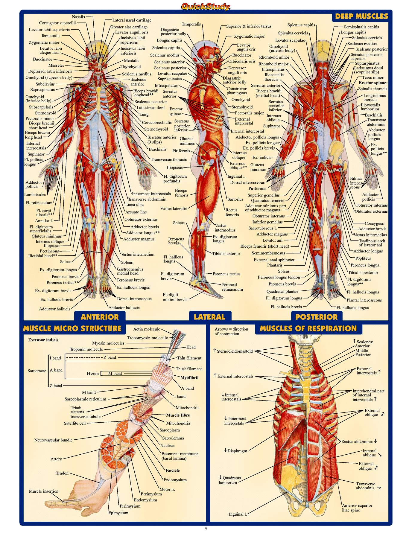 human anatomy diagrams to label